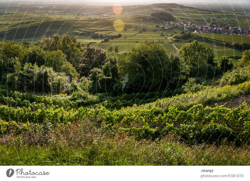 Weinberg Abend Kaiserstuhl Feld Weinbau Schönes Wetter Horizont Wolken Himmel Landschaft Natur Umwelt Ausflug Tourismus Stimmung schön Hügel Klima Erholung