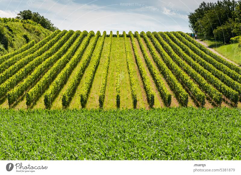 Weinreben Linie Horizont Himmel Schönes Wetter Sommer Kaiserstuhl Weinberg Weinbau Hügel Landschaft Natur ländlich Weinberge Weinstöcke Landwirtschaft Reben