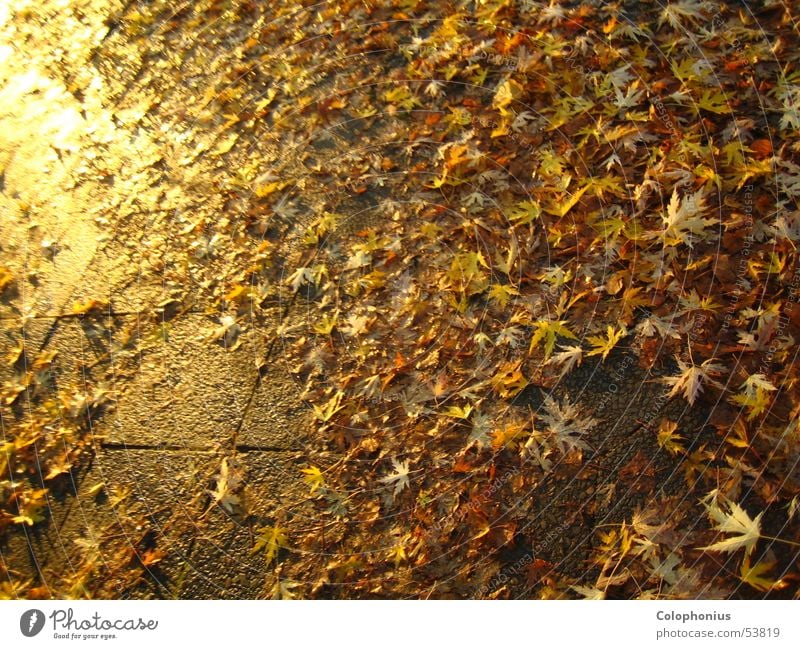 Goldrausch Bürgersteig nass feucht erleuchten Blatt Vergänglichkeit Verfall Haufen Licht gelb Physik glänzend Sonnenuntergang Herbst Reichtum Kostbarkeit braun