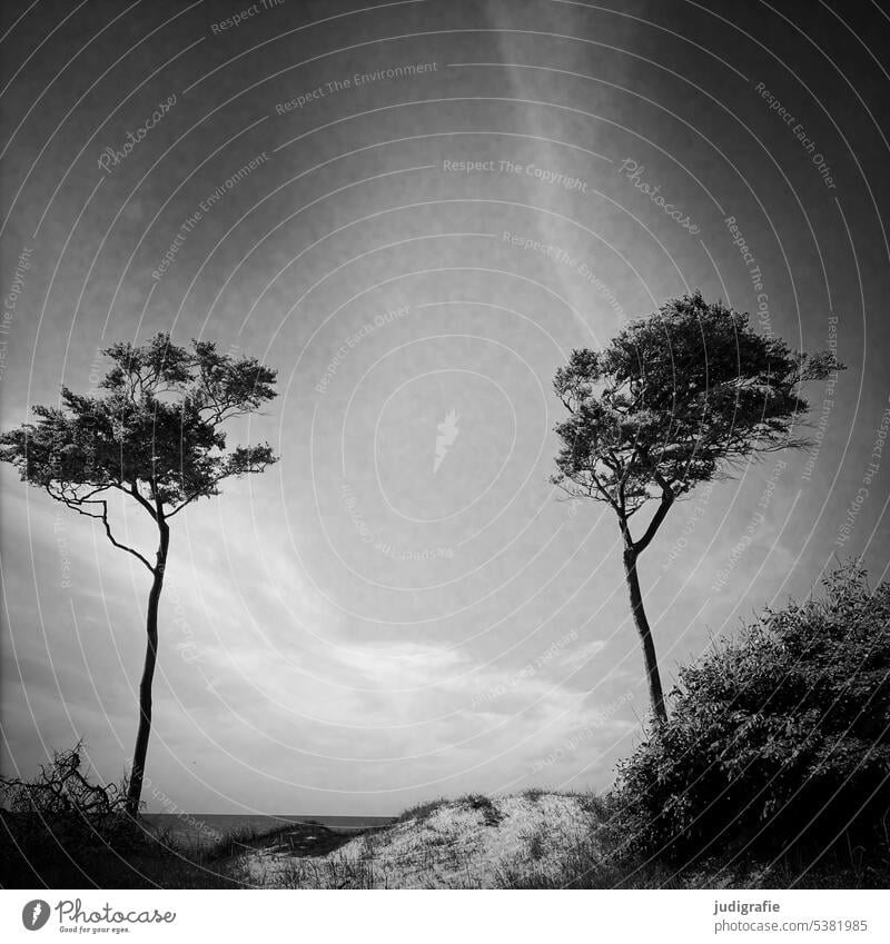 Weststrand Windflüchter Baum Darß Stranddüne Ostsee Küste natürlich wild Landschaft Natur Umwelt Bäume Quadrat Schwarzweißfoto Paar Himmel Fischland-Darß-Zingst