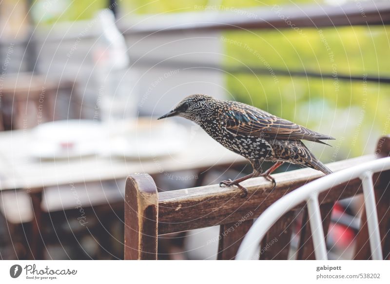 Birds of London I Natur Pflanze Tier Wildtier Vogel Tiergesicht Flügel Krallen 1 frech listig lustig wild Abenteuer Bewegung Freude Leichtigkeit Neugier Stuhl