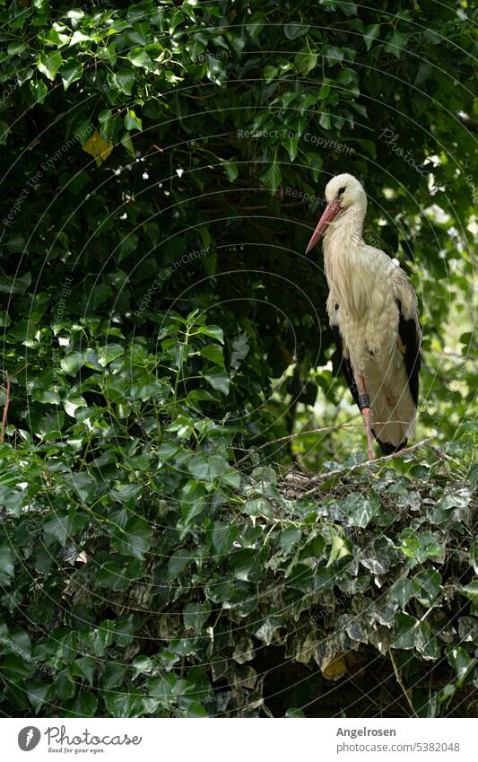 Weißstorch ruht auf dem eigenen Nest Storch Storchenstation Wesermarsch Storchennest Berne Brutplatz Wildtier Baumbrutkolonie Niedersachsen Artenschutz Vogel