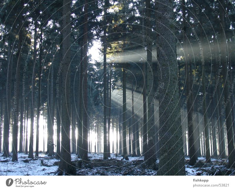 winterlicht Wald Licht Lichteinfall Sonnenstrahlen Waldlichtung Märchenwald Winter Waldspaziergang Lichtstrahl Schnee