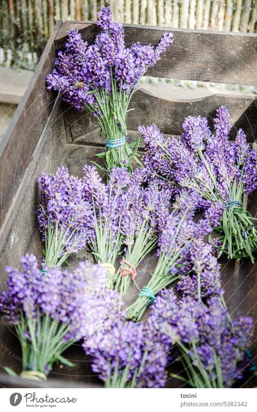 Sträuße mit Lavendelblüten in einer Holzkiste Strauß Farbfoto Natur Blume Dekoration & Verzierung Pflanze Frühling Blumenstrauß Blühend Blüte Sommer grün schön