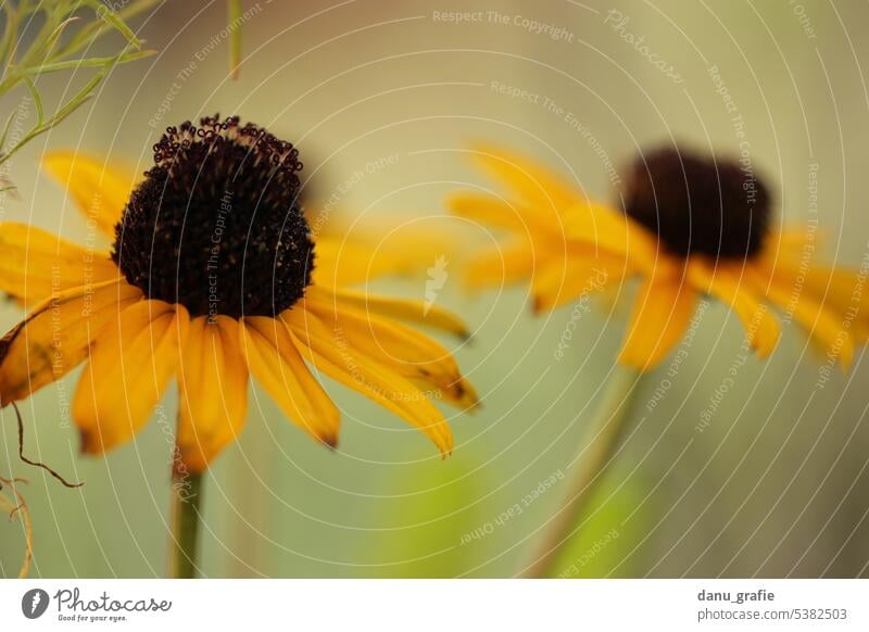 Zwei gelbe Sonnenhut-Blüten im Garten Sonnenhut gelb Rudbeckia gelbe Blumen Blütenpflanze Gartenblume Sommer sommerlich Natur Detailaufnahme