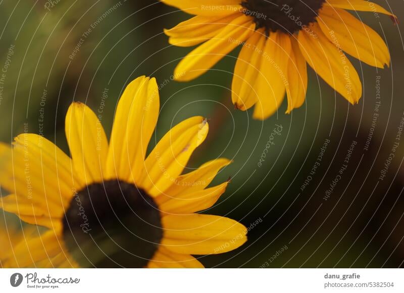 Zwei Sommerhut-Blüten im Garten aus der Vogelperspektive Rudbeckia Sonnenhut Sonnenhut gelb gelbe Blumen gelbe Blüten Gartenblume Gartenpflanzen Sommergefühl