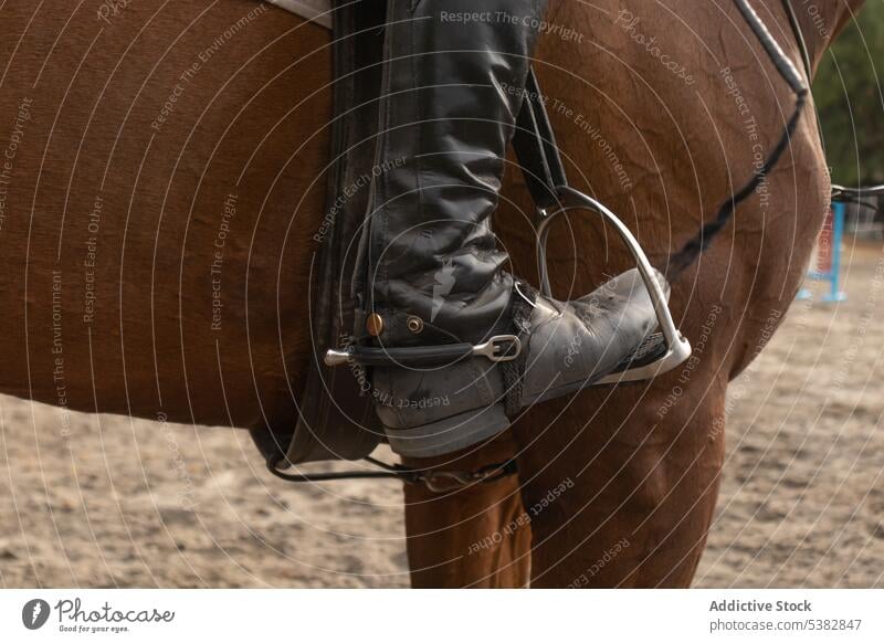 Reiterin mit Pferd auf der Koppel Kastanie Stiefel Leder Person Natur Landschaft Ranch Sattelkammer Stil Säugetier Pferdestall Tier pferdeähnlich braun Hengst