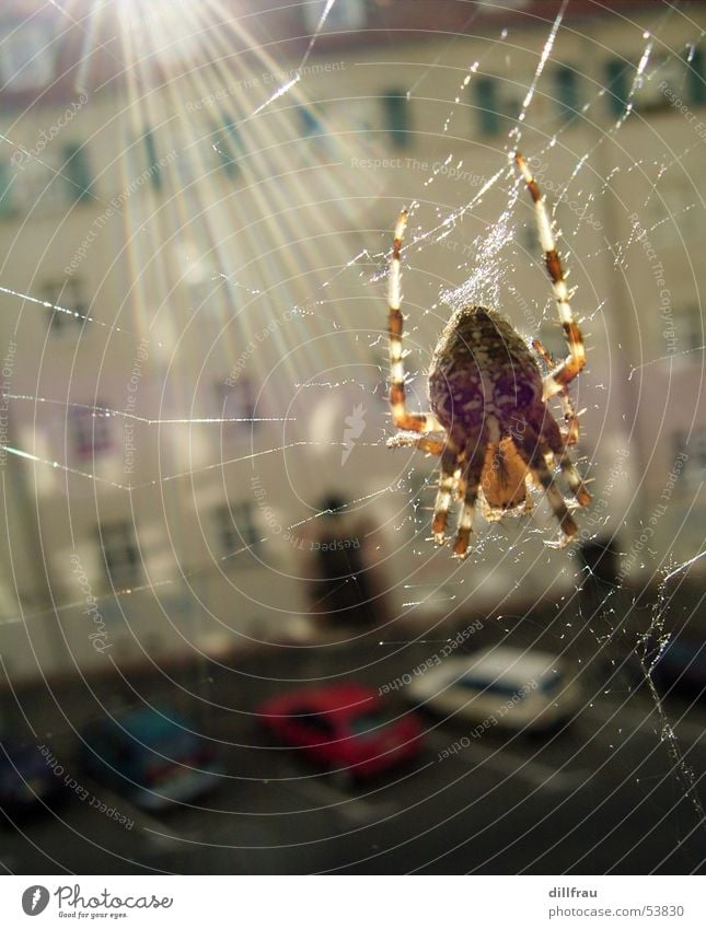 Mein Fenster Spinne Strahlung Licht Haus braun Leipzig Tier Ekel glänzend Sommer Insekt gruselig Natur Netz Sonne lichtstahl fear spider window street Angst