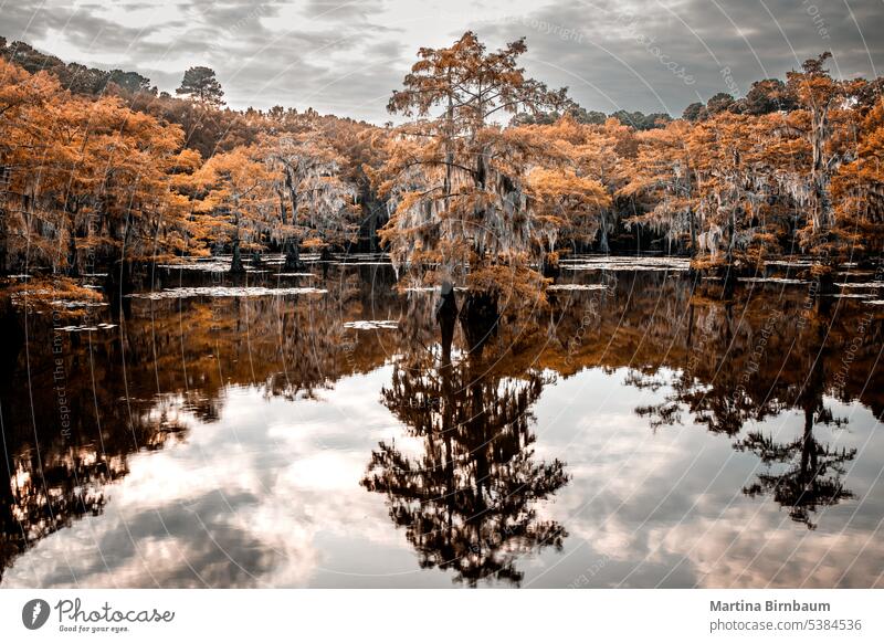 Die Schönheit der Bäume im Feuchtgebiet des Caddo Lake State Park, Texas Feuchtgebiete Landschaft Caddo-See Natur spanisches Moos grün Wald Teich Pflanze