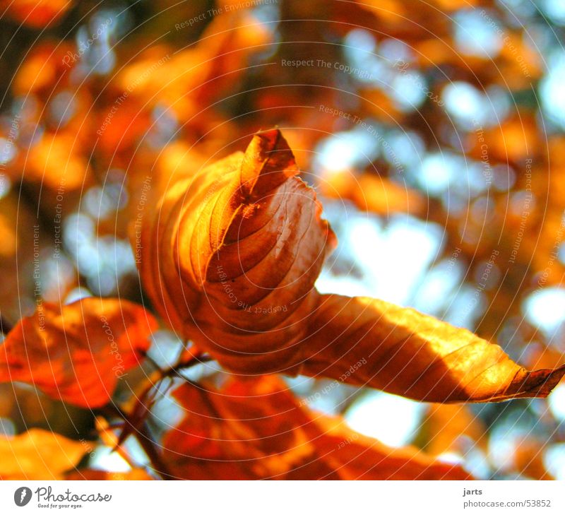 Winterlaub Blatt Wald Baum rot braun jarts