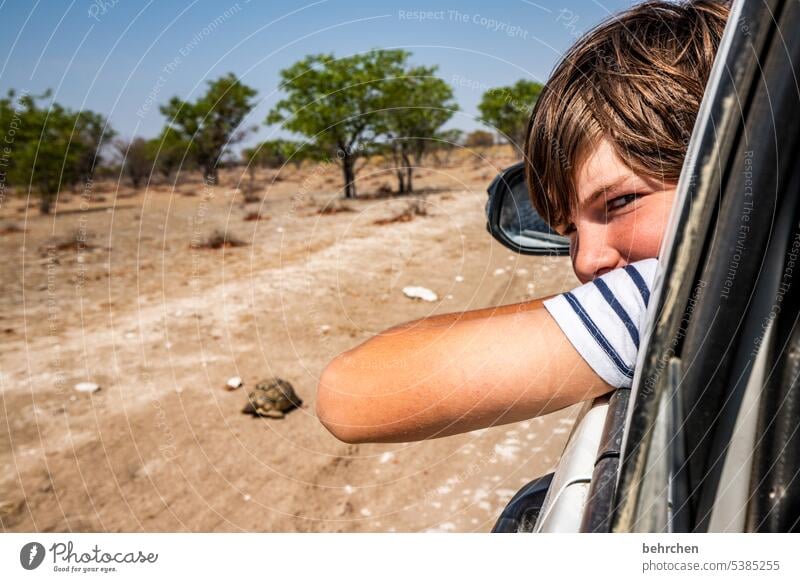 abgefahren | und zurück gelassen Mitfahrgelegenheit Auto langsam Natur wild Wildtier Tierliebe außergewöhnlich Schildkröte besonders Landschaft Außenaufnahme