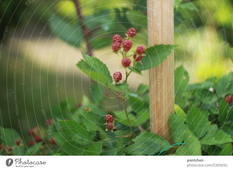 noch unreife brombeeren an einem strauch anbauen garten brombeerstrauch natur frucht sauer Pflanze Garten Lebensmittel