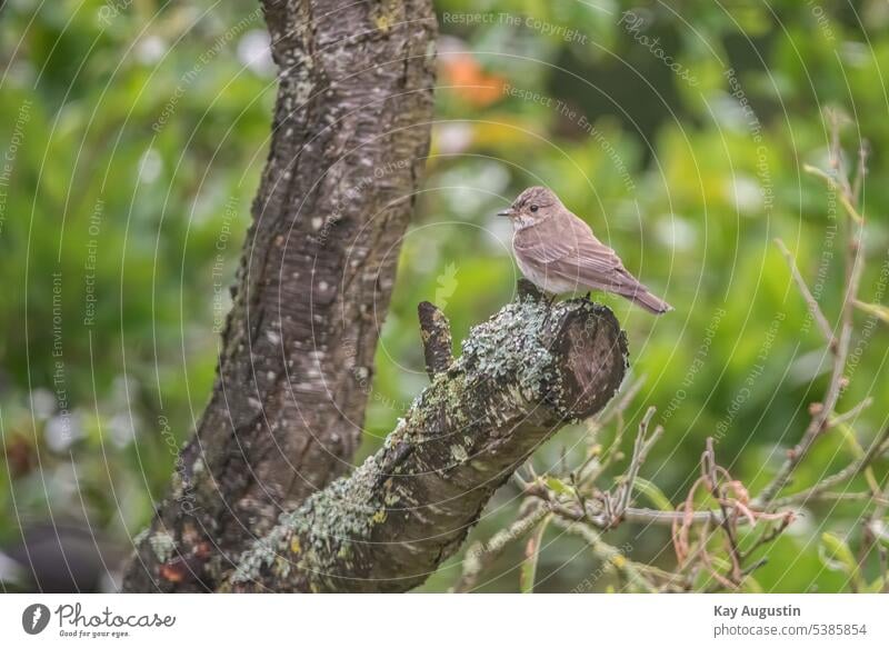 Grauschnäpper im Geäst Muscicapa striata Fliegenschnäpper Muscicapidae Eigentliche Fliegenschnäpper Muscicapinae Rote Liste Singvögel Passeri Vogel Fauna Natur