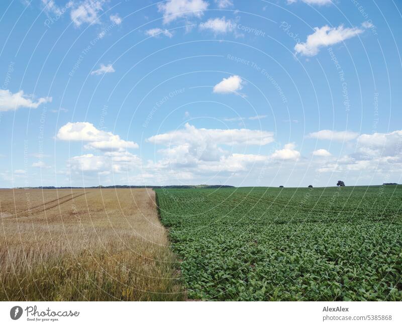 kleine, weiße Wolken über einer flachen Landschaft mit einem grünen und einem gelben Feld, die das Bild teilen und Wald am Horizont. Landschaftsbild