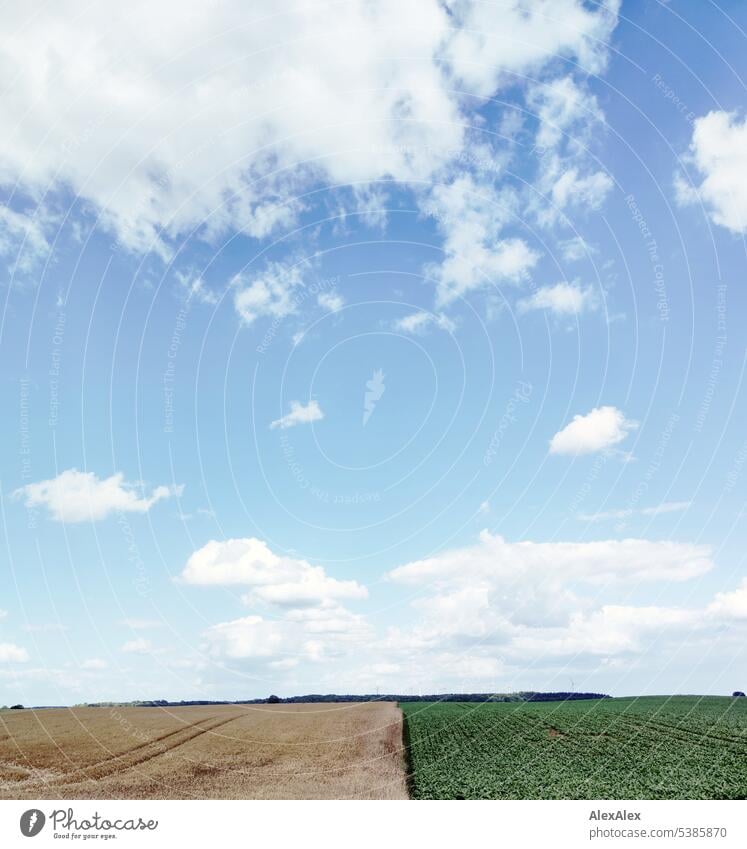 kleine, weiße Wolken über einer flachen Landschaft mit einem grünen und einem gelben Feld, die das Bild teilen und Wald am Horizont. Landschaftsbild