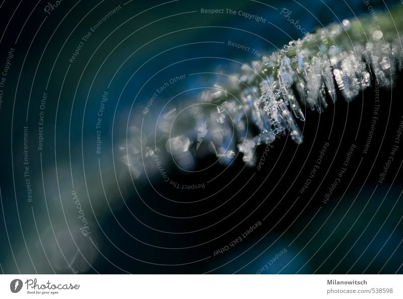 Eiszähne Natur Winter Frost Blatt frieren glänzend ästhetisch kalt blau grün bizarr Eiszapfen Eiskristall Eisblumen gefroren Gras Wiese Farbfoto Gedeckte Farben