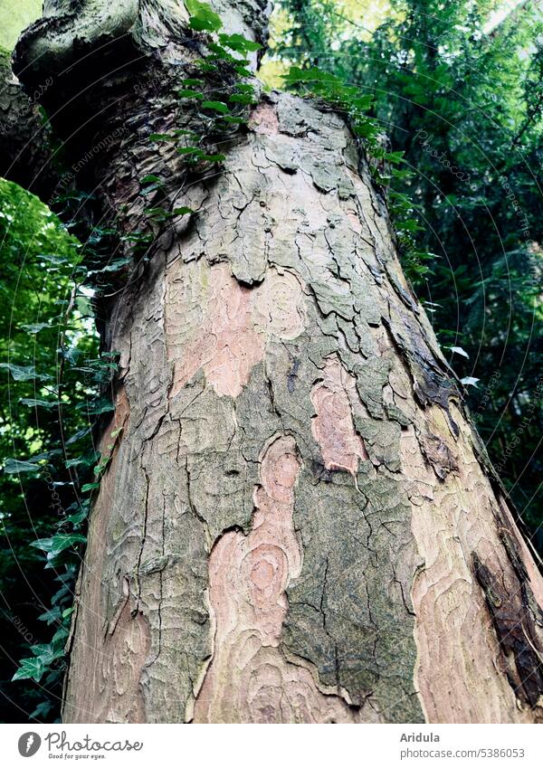 Froschperspektive | Ahornblättrige Plantane (?) Baum Rinde Baumstamm Stamm Natur Baumrinde Wachstum Holz Strukturen & Formen Pflanze Muster Sommer Ast Efeu