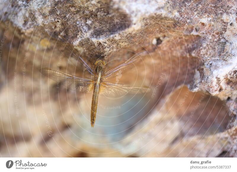 Goldfarbene Feuerlibelle liebelle Nahaufnahme Makroaufnahme Detailaufnahme Insekt Tier Natur Tierporträt Schwache Tiefenschärfe 1 Menschenleer Wildtier