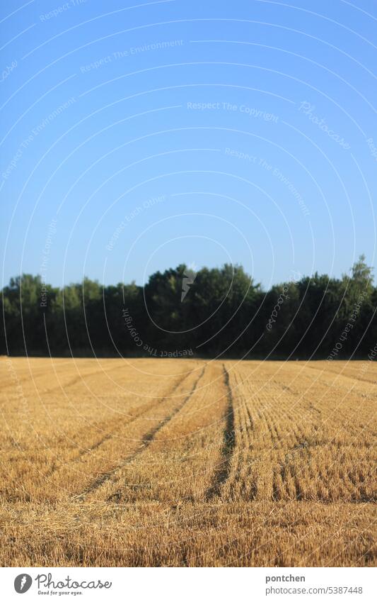 ein getreidefeld nach der ernte. Landschaft Natur Korn Ackerbau Ernährung Wachstum Kornfeld Nutzpflanze Außenaufnahme landwirtschaft Getreide himmel bäume