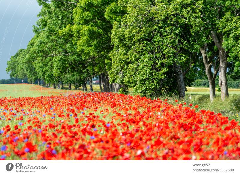 Dauerbrenner | Mohn, Mohn und immer wieder Mohn! Thementag Mohnblüten rot Baumallee Deutsche Alleenstraße Insel Rügen Baumreihe Sommer Natur Straße Straßenrand