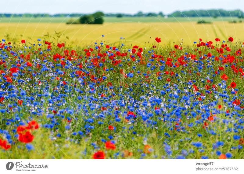 Feldrand mit einem rotem und blauen Streifen Mohn und Kornblumen Feldrandstreifen Mohnblüte rot und blau Sommer Pflanze Klatschmohn Außenaufnahme Farbfoto