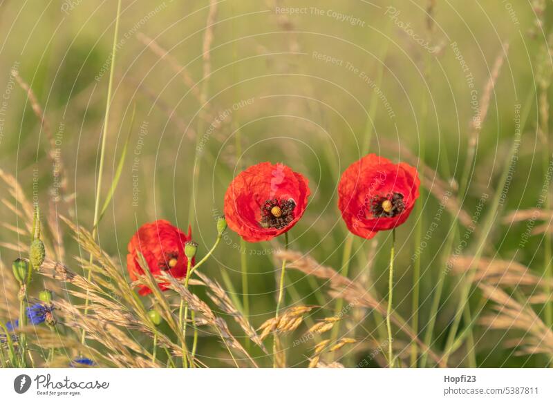 Mohnblüte Blüte Blume rot Sommer Natur Pflanze Klatschmohn Außenaufnahme roter mohn Feld Farbfoto Menschenleer Idylle Mohnfeld Wiese Landschaft mohnwiese