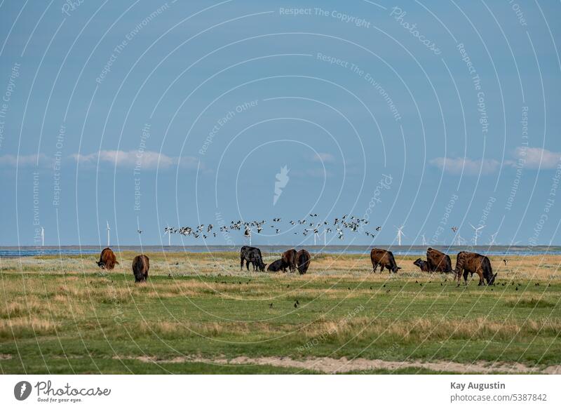 Galloway-Rinder in den Salzwiesen andwirtschaft Nordsee Nordseeküste Austernfischer im Flug Schwarm Austernfischer Haematopus ostralegus Regenpfeiferartige