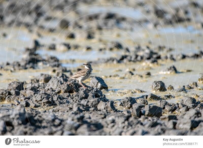 Wiesenpieper im Schlamm am Wattenmeer Wiesenpieper in den Wiesen am Wattenmeer Anthus pratensis Stelzen Pieper Motacillidae Nationalpark Wattenmeer Singvögel