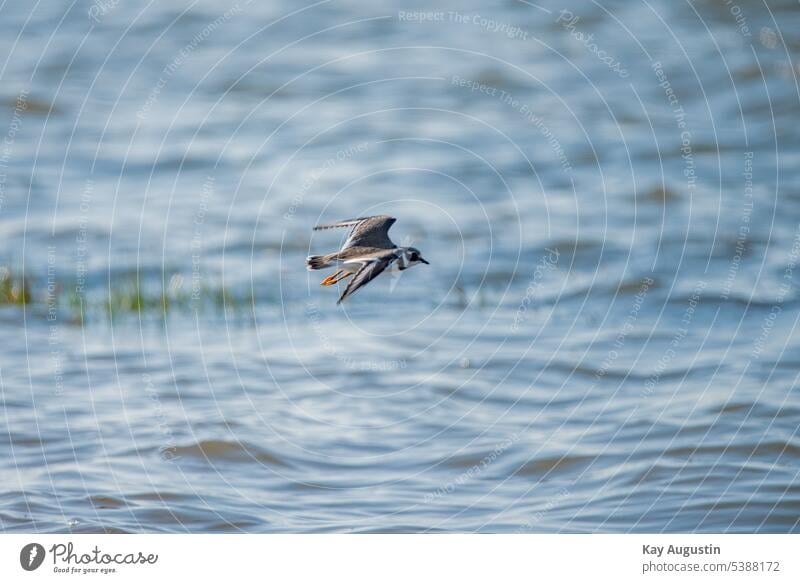 Sandregenpfeifer im Flug Syltlandschaft Natur Vogel im Flug Schnabel Vogelflug Tierwelt Wildvogel Gefieder Charadrius hiaticula Nordsee Nordseeinsel