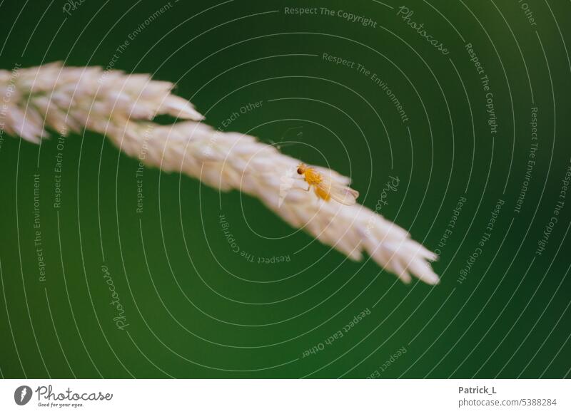 Eine Polierfliege auf einer Pflanze insekt pflanze flügel macro grün gelb Insekt Tier Flügel Nahaufnahme Makroaufnahme Natur Außenaufnahme Fliege