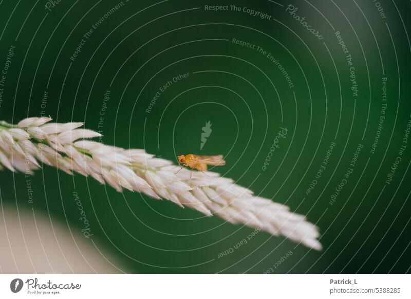 Eine Polierfliege auf einer Pflanze insekt pflanze flügel macro grün gelb Insekt Tier Flügel Nahaufnahme Makroaufnahme Natur Außenaufnahme Fliege