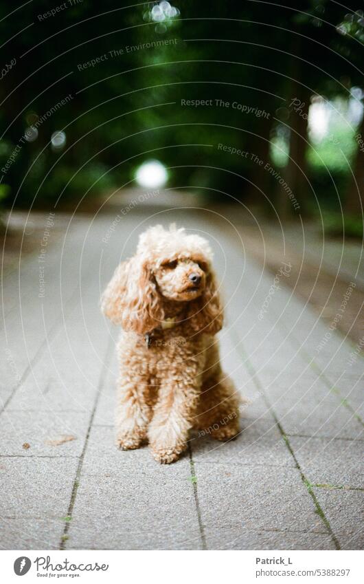 Ein Pudel der zur Seite schaut und auf einem Gehweg sitzt. Hund sitzend gehweg analog Tiefenschärfe Farbfoto Außenaufnahme Haustier Tierporträt niedlich Fell