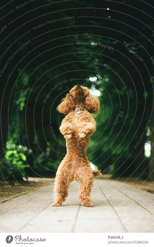 Ein Pudel der auf seinen Hinterbeinen steht. Hund gehweg analog Tiefenschärfe Farbfoto Außenaufnahme Haustier Tierporträt niedlich Fell Tierliebe braun Blick