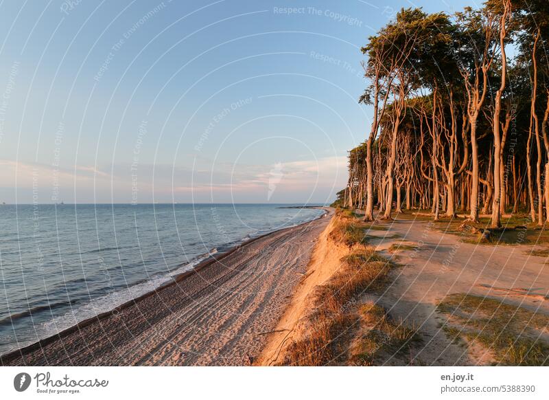 Abendlicht im Gespensterwald Sonnenuntergang Strand Meer Ostsee Mecklenburg-Vorpommern Horizont Ostseeküste Bäume Wald Pfade Wege Wellen Himmel Schönes Wetter