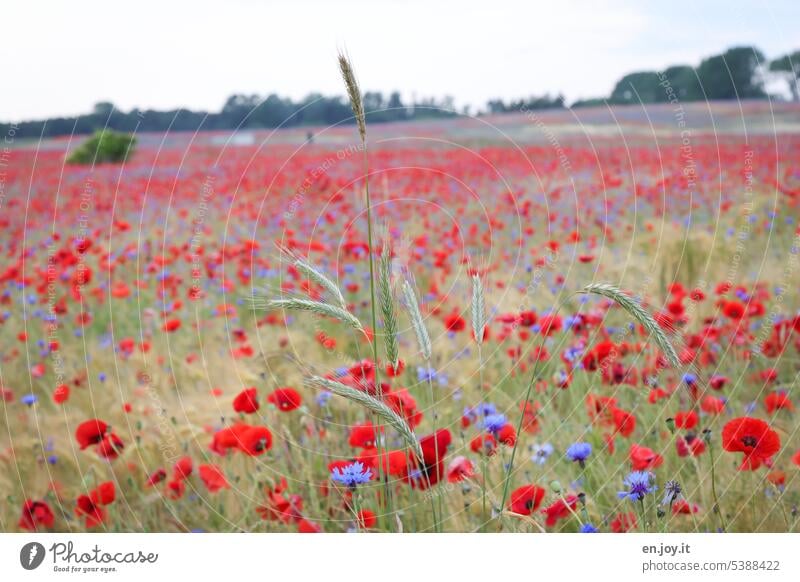 Mohnfeld Pflanze Mohnblumen Korn Kornblumen rot Mohnblüte Blüte Natur Feld Sommer mohnblumen blühen wunderschön Frühling Landschaft Blume Menschenleer Farbfoto