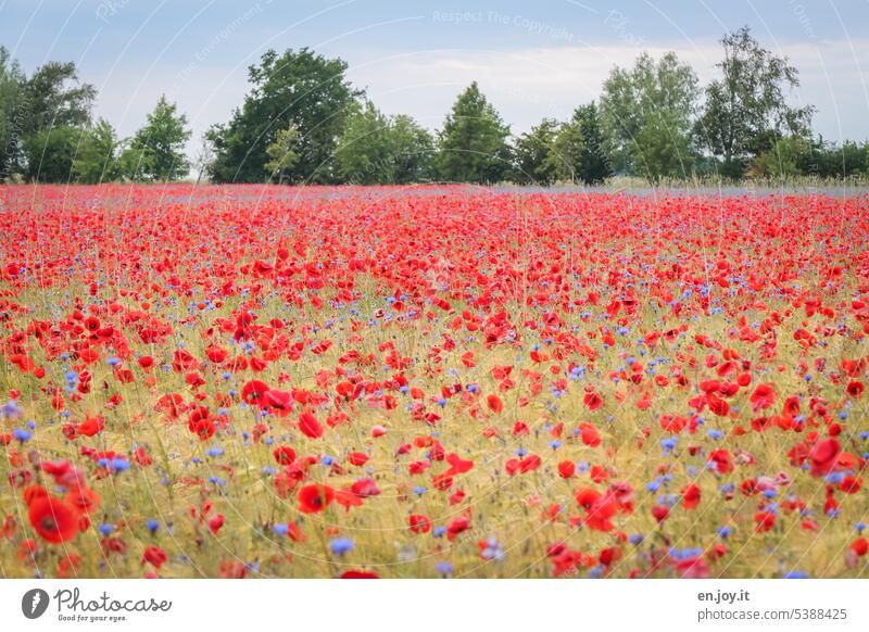 Mohnfeld Mohnblumen Korn Kornblumen rot Bäume Himmel Mohnblüte Blüte Natur Feld Sommer mohnblumen Menschenleer Frühling blühen wunderschön Landschaft Blume