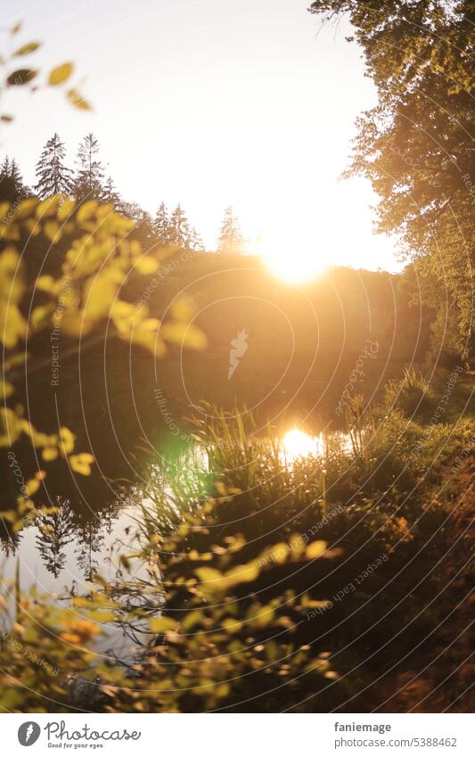 Sommerabend am Weiher Sonnenlicht Wärme abends Sonne tanken golden gelb Blätter Natur Schilf sehen weiher Teich Wald Gras baum Tiefenunschärfe Dickicht