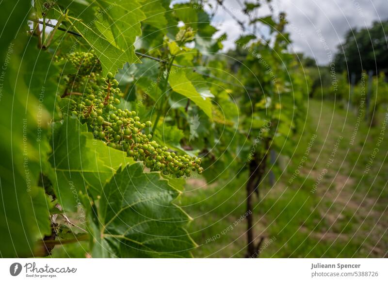 Unreife Trauben am Weinstock im Weinberg Weinlese Weinbau Weingut Weintrauben Außenaufnahme grün Weinblatt Pflanze