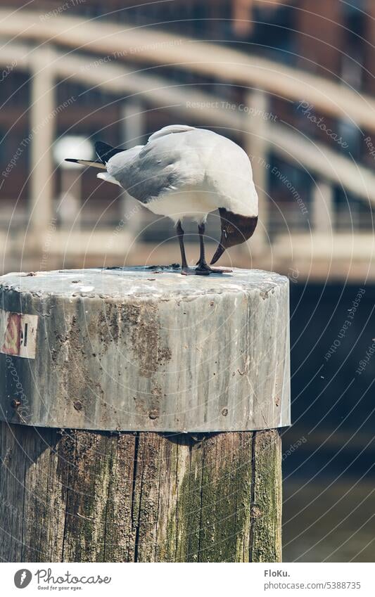 Möwe schaut auf Ihre Füße Hamburg Speicherstadt Vogel Tier Alte Speicherstadt Hafen Architektur Brücke historisch Sehenswürdigkeit Hafencity Bauwerk Wasser