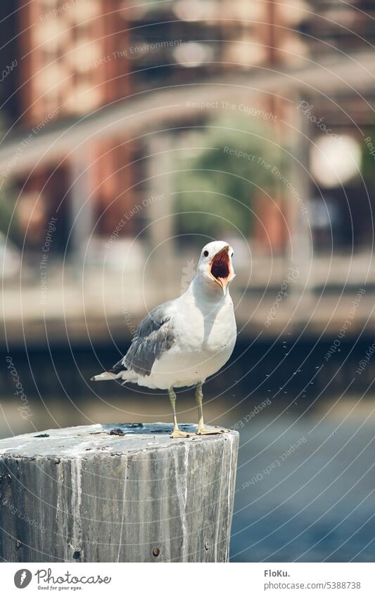 Schreiende Möwe Hamburg Vogel Außenaufnahme Hafen Menschenleer Farbfoto Tier Wasser Hamburger Hafen blau weiß Sommer Sonnenschein Stadt Hafenstadt Elbe