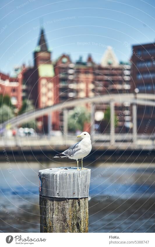 Möwe sitz in der Hamburger Speicherstadt Vogel Tier Alte Speicherstadt Hafen Architektur Brücke historisch Sehenswürdigkeit Hafencity Bauwerk Wasser Licht