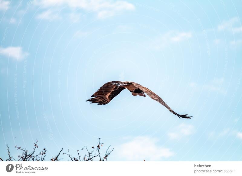 beschwingt Feder Tierporträt Freiheit Himmel Natur Spannweite raubvogel Aasfresser Federn fliegen fantastisch Farbfoto Vogel Geier Nahaufnahme Flügel besonders