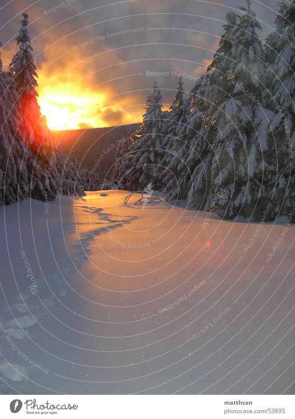 Wintersonne Sonnenuntergang Wolken Wald Tanne Schnee clouds trees snow cold