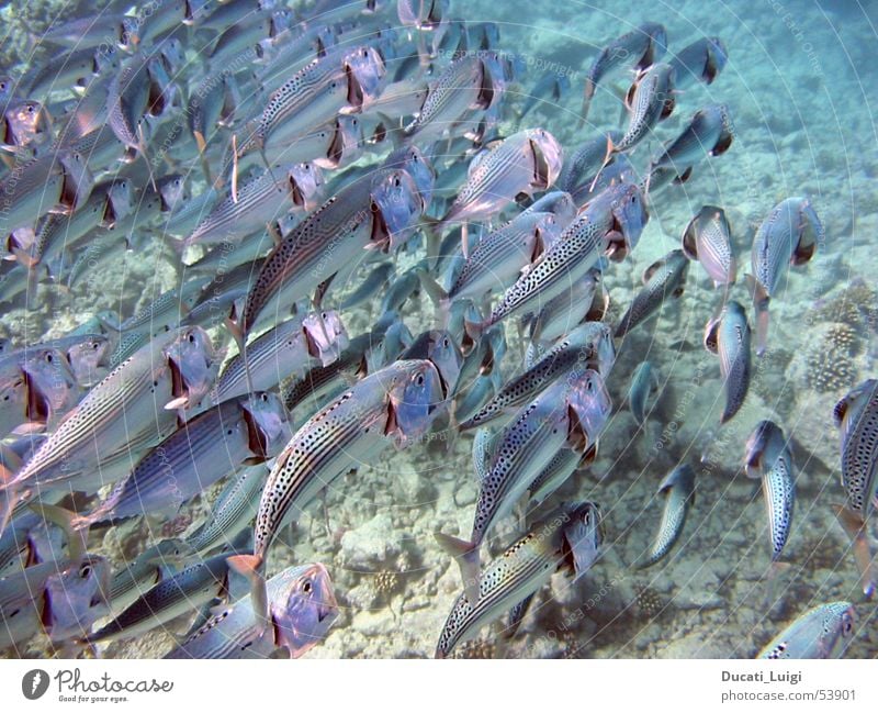 looking for food Kieme Meer tauchen Schnorcheln Unterwasseraufnahme Zusammensein Appetit & Hunger Fisch Schwarm nahrungssuche Rotes Meer Wasser mehrere