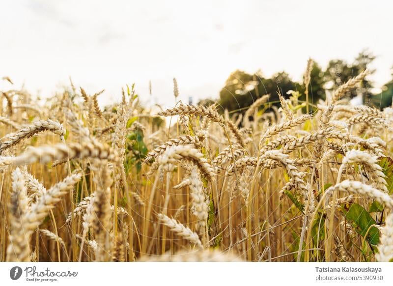 Geringe Feldtiefe bei Weizenähren auf einem landwirtschaftlichen Feld Ohren Mais Weizenfeld Ackerbau Bauernhof Roggen Zerealien Himmel Wolken weiß Ernte