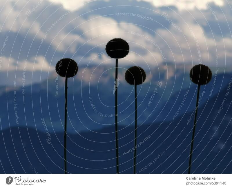 Vier Trommelstöcke mit Bergen und Wolken im Hintergrund Trommelstöckchen Blumen Botanik Natur gelb Craspedia globosa Blüte natürlich Pflanze Nahaufnahme schön