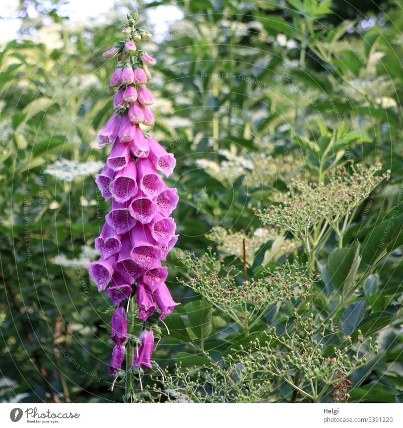 blühender Fingerhut Blume Blüte Sträucher Holunderbusch Holunderbeeren unreif Frühling Natur Blätter Pflanze Farbfoto Außenaufnahme Menschenleer natürlich