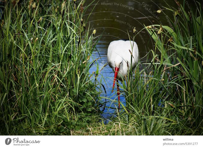 Da wo der Storch das Gras wachsen hört, verstummen die Frösche Weißstorch Ufer Flussufer Schilfgras Gewässer Teich Adebar Klapperstorch Schnabel Zugvogel Vogel