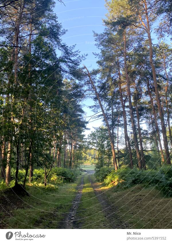 Waldweg Wege & Pfade Baum Fußweg Lichtstimmung Waldlichtung Waldspaziergang Waldboden Umwelt Landschaft Spaziergang natürlich Bäume ruhig Erholung Idylle