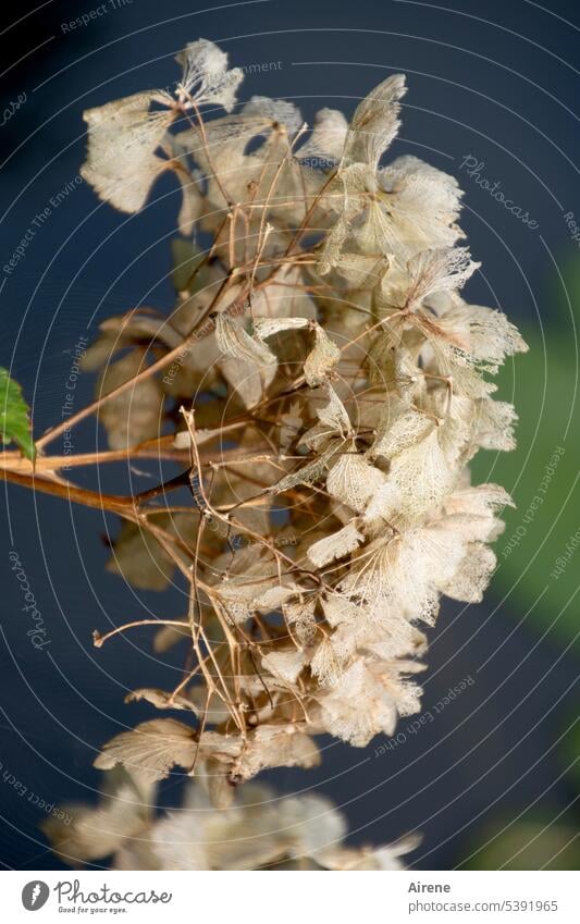 unverkäuflich | Haltbarkeitsdatum abgelaufen Hortensie verblüht welk Hortensienblüte Pflanze Natur Blume Blüte Herbst Nahaufnahme braun getrocknet vertrocknet